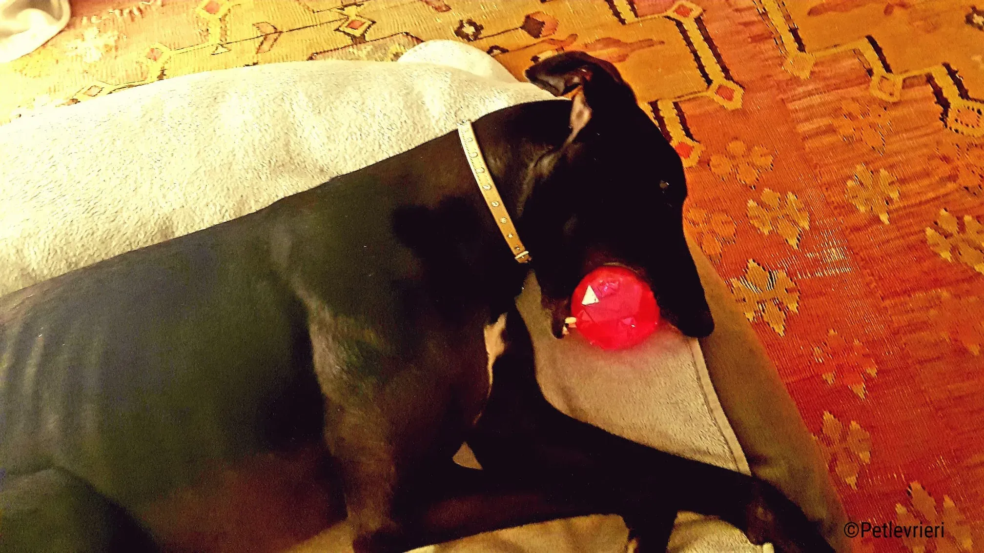 hope greyhound pet levrieri felici casa8