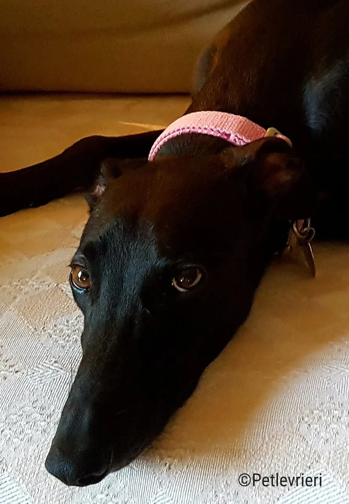 hope greyhound pet levrieri felici casa9