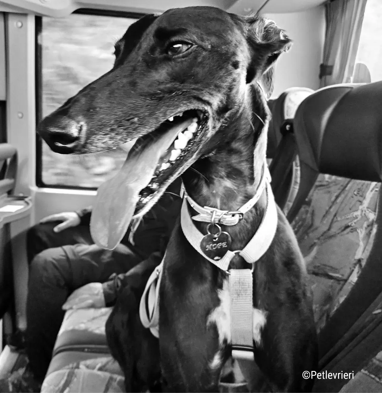 hope pet levrieri felici casa2