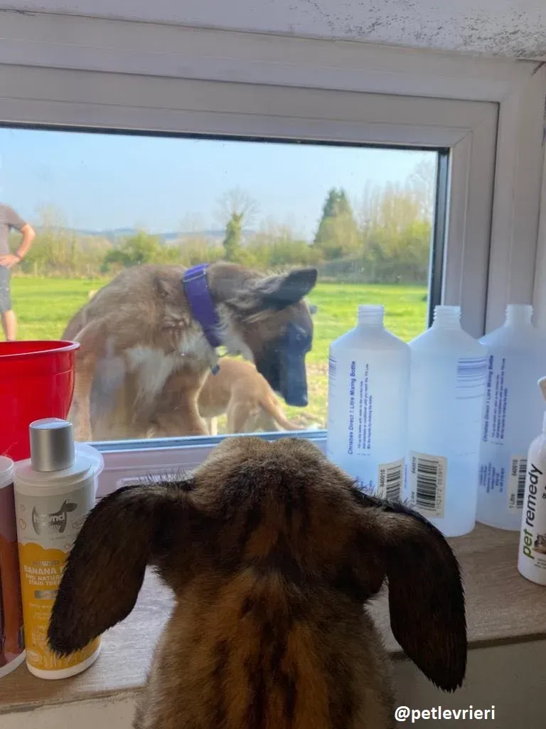 hopper adozione greyhound 1 1