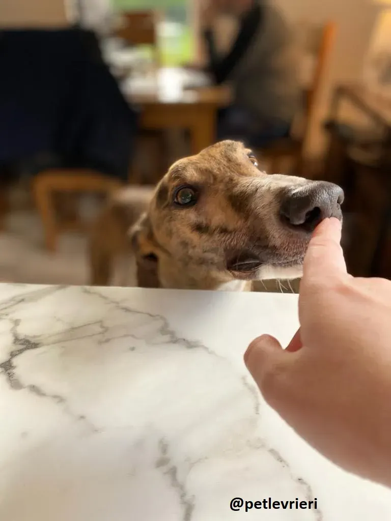 hopper adozione greyhound 1