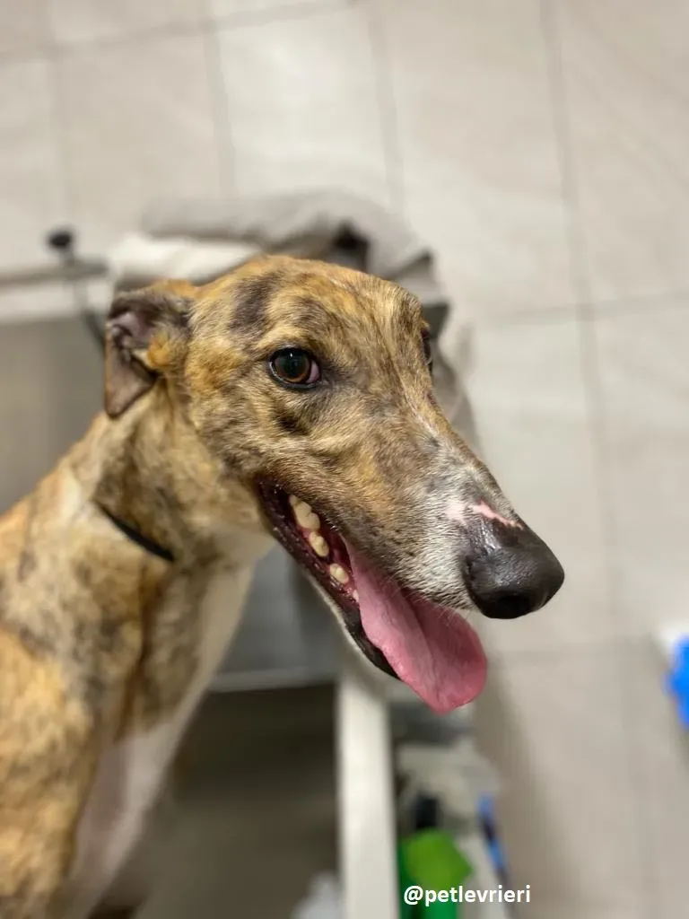 hopper adozione greyhound 2 1