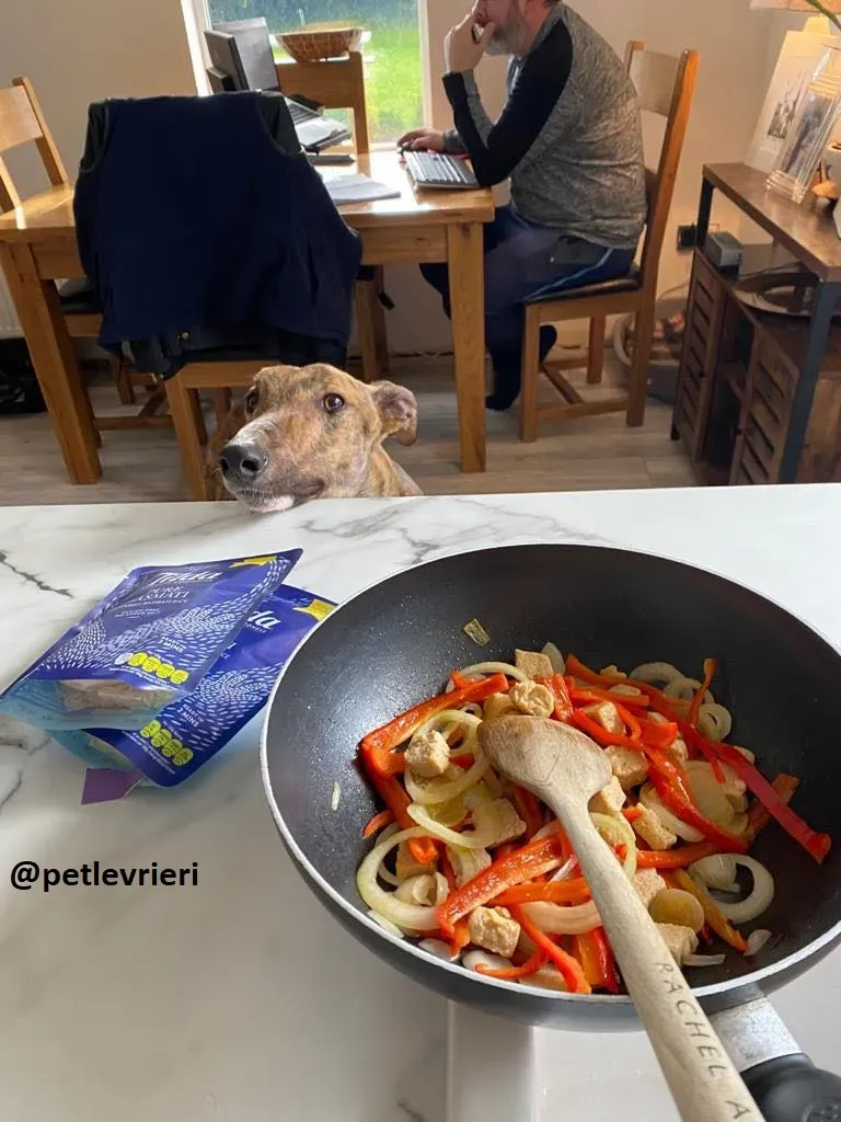 hopper adozione greyhound 2