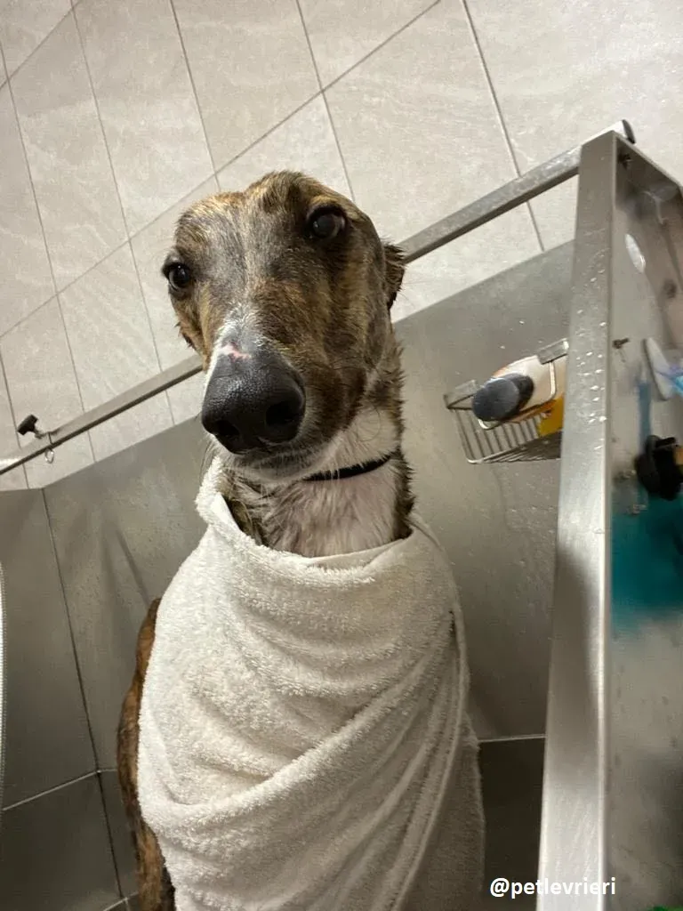 hopper adozione greyhound 3 1