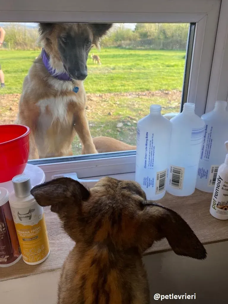 hopper adozione greyhound 3