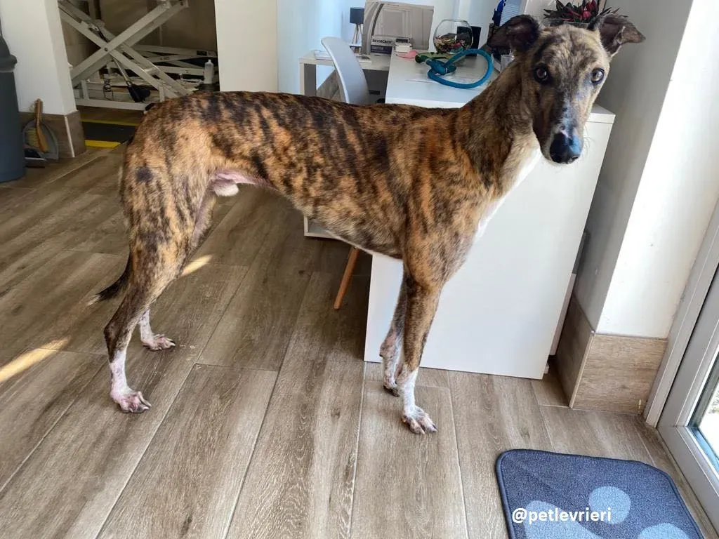 hopper adozione greyhound 4