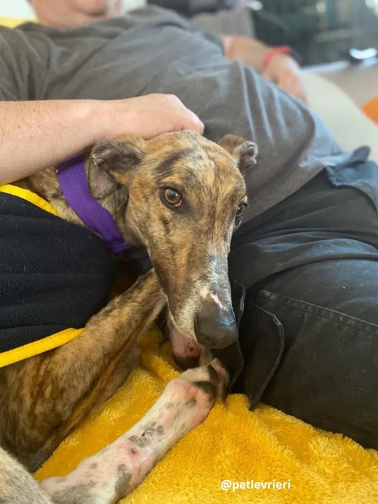 hopper adozione greyhound 5