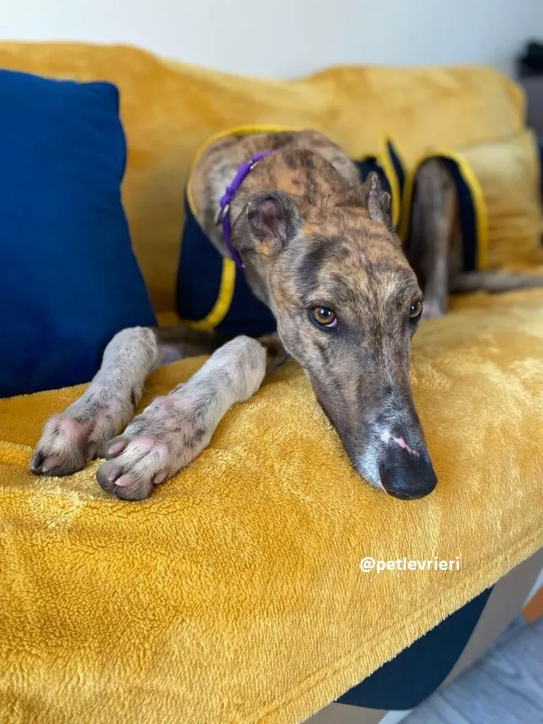 hopper adozione greyhound 6