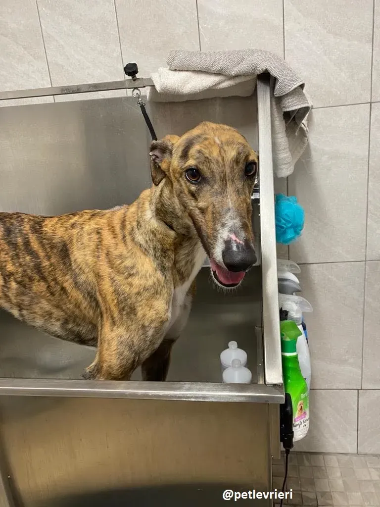 hopper adozione greyhound 7