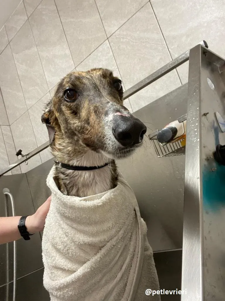 hopper adozione greyhound 8