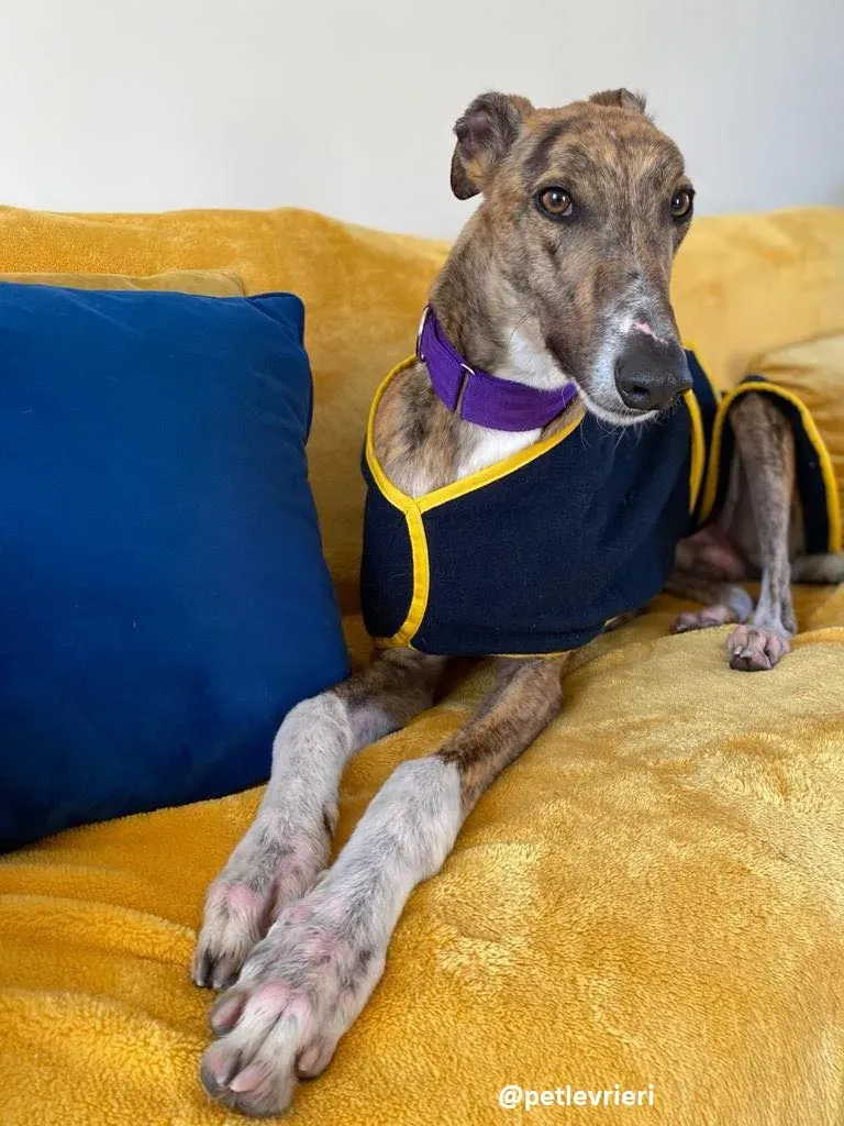 hopper adozione greyhound 9