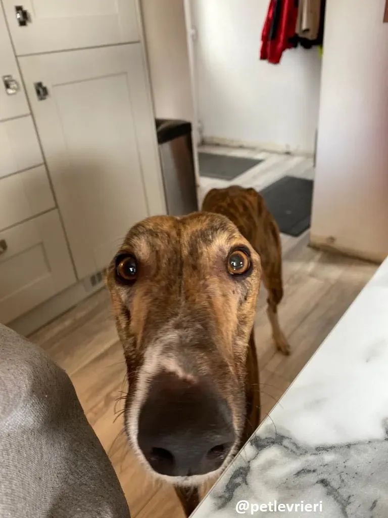 hopper adozione greyhound