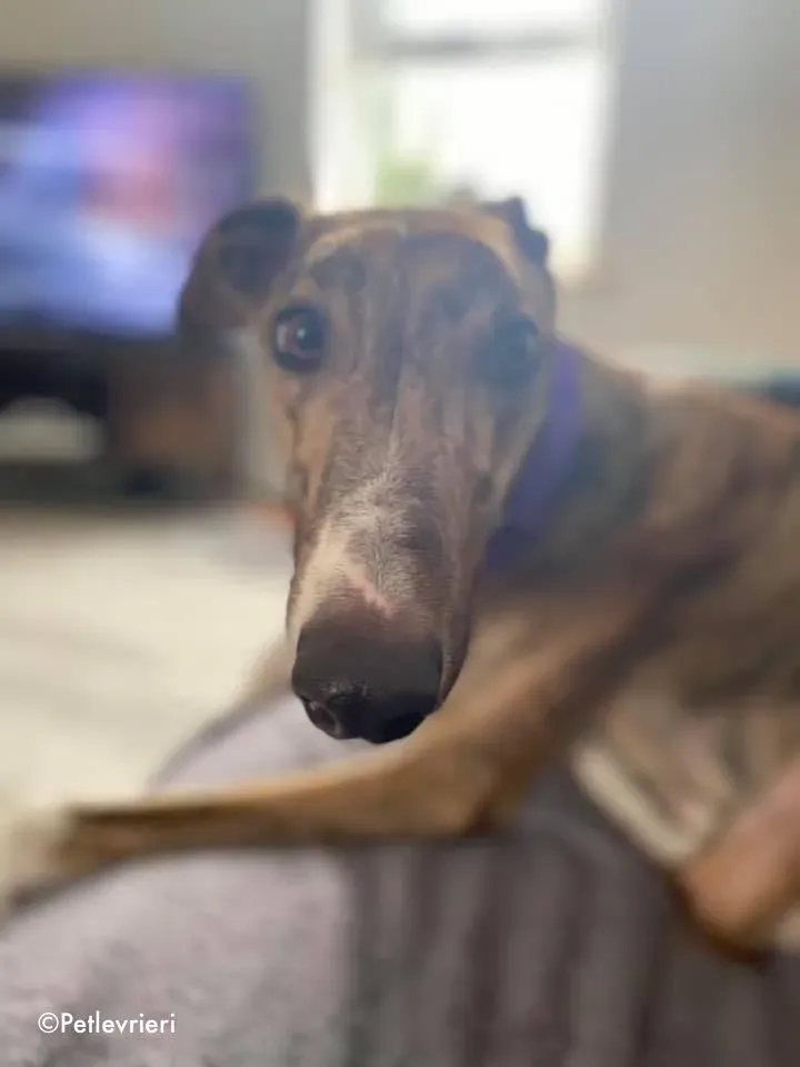 hopper adozione levrieri greyhound 1