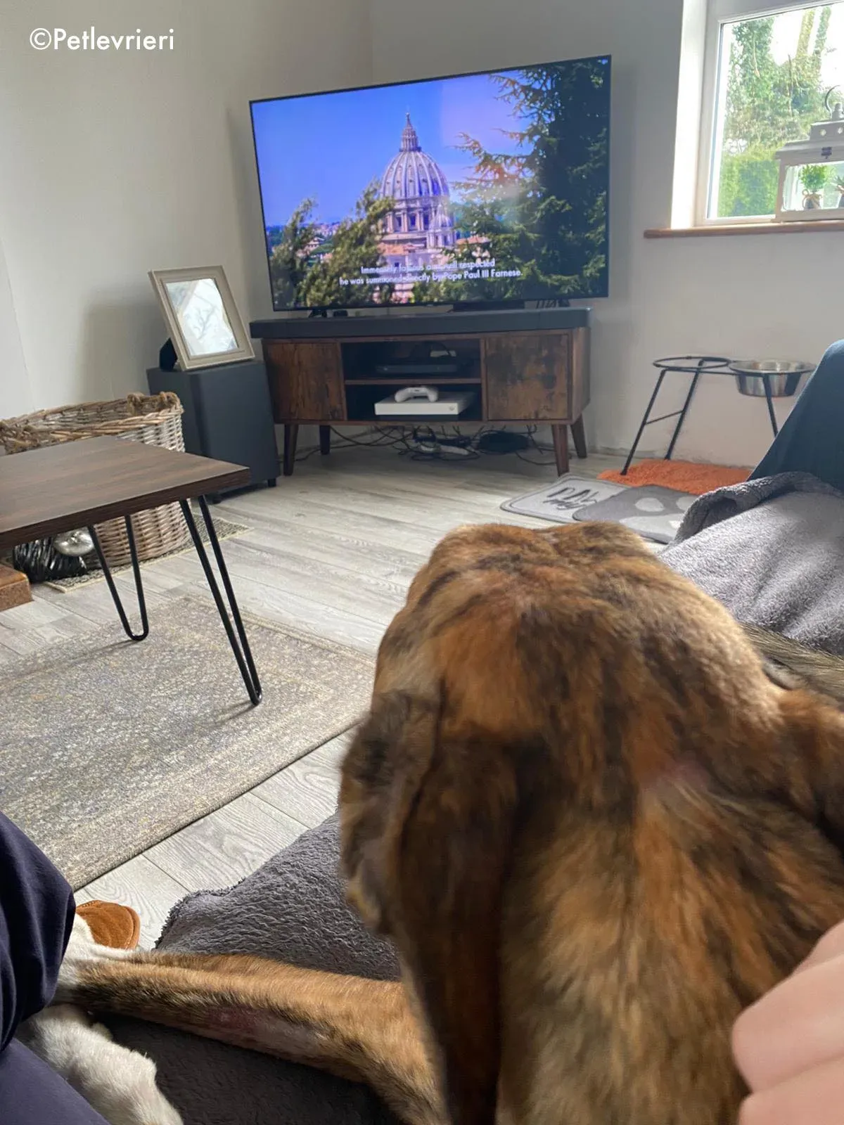 hopper adozione levrieri greyhound 10