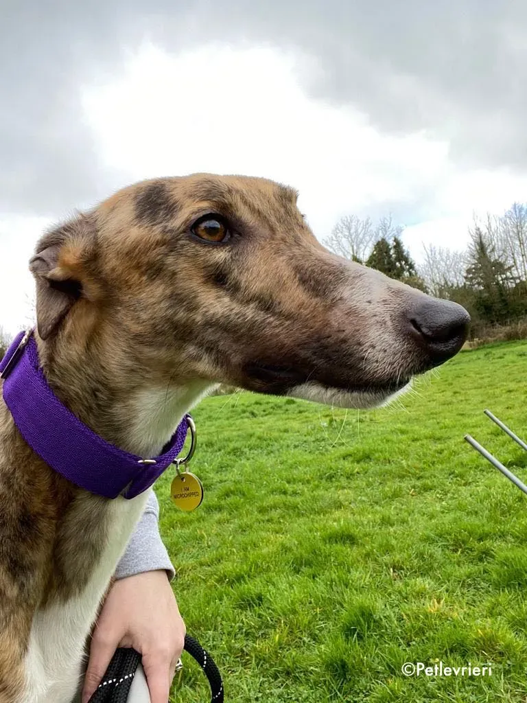 hopper adozione levrieri greyhound 11