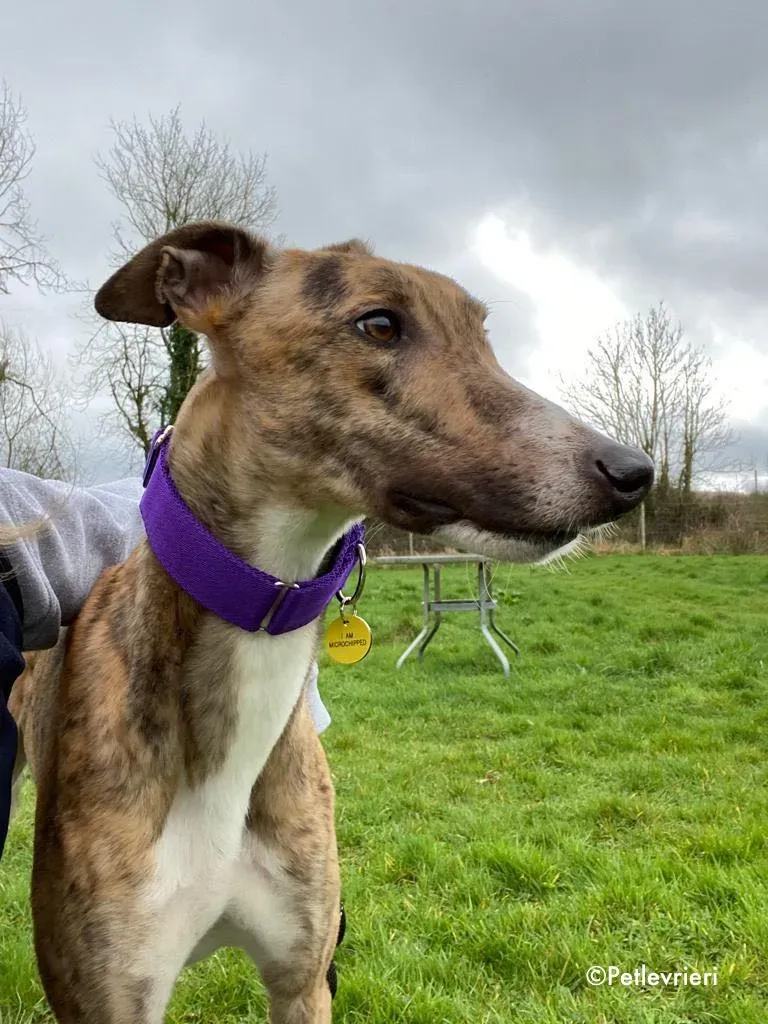 hopper adozione levrieri greyhound 12