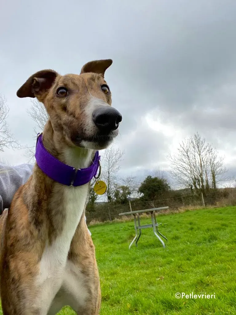 hopper adozione levrieri greyhound 13