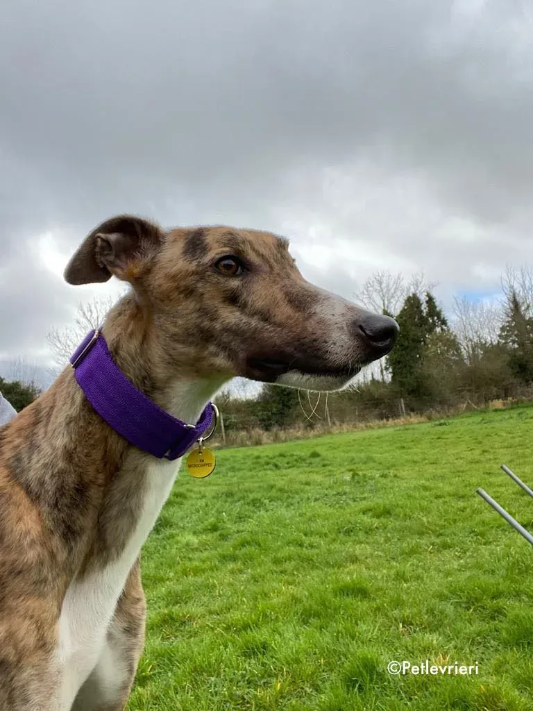 hopper adozione levrieri greyhound 14
