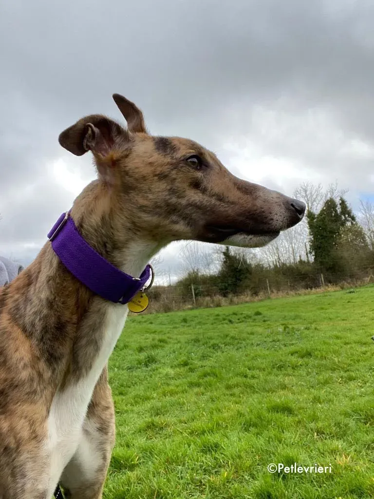 hopper adozione levrieri greyhound 15