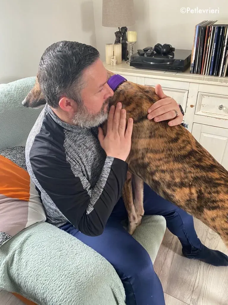 hopper adozione levrieri greyhound 16