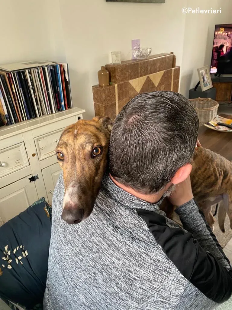 hopper adozione levrieri greyhound 17