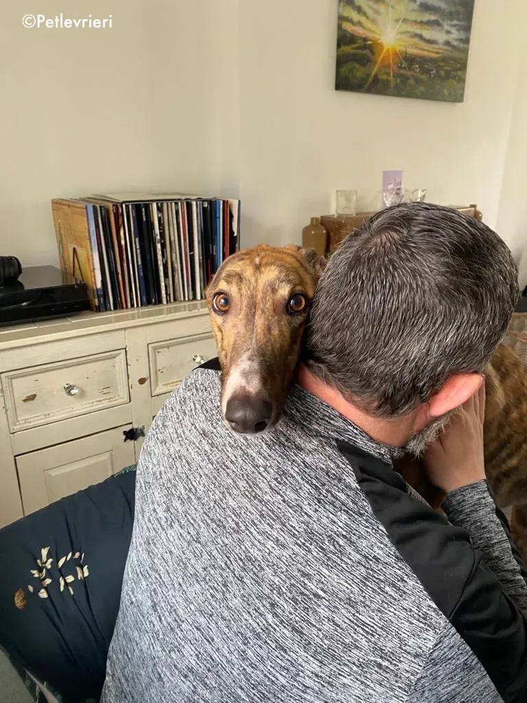 hopper adozione levrieri greyhound 18