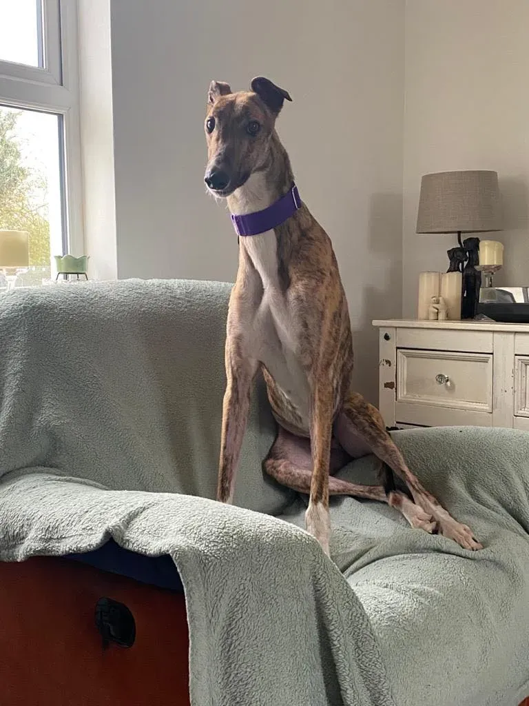 hopper adozione levrieri greyhound 19