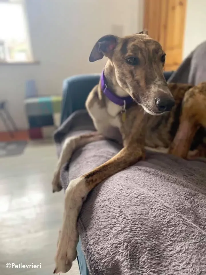 hopper adozione levrieri greyhound 2
