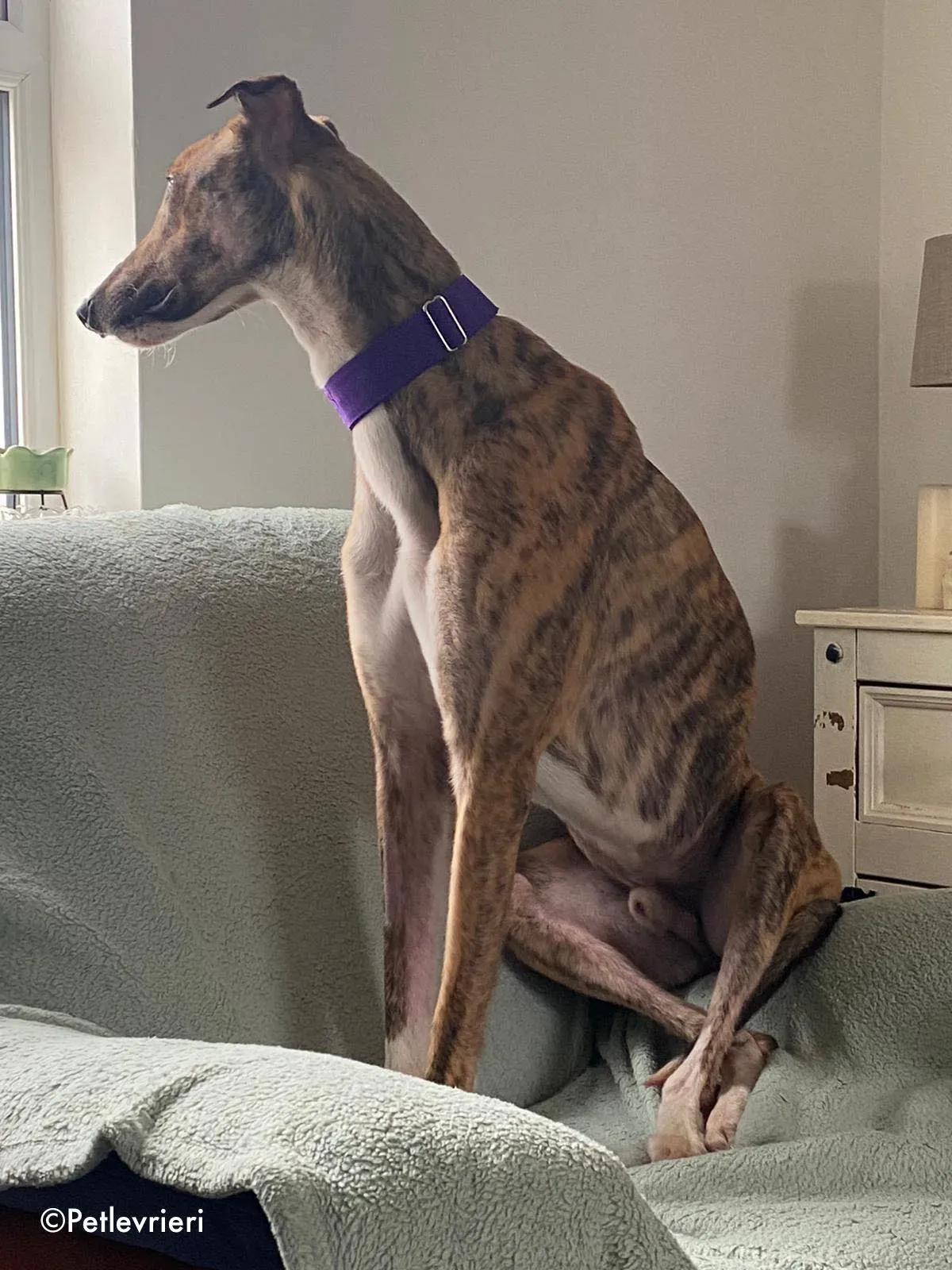 hopper adozione levrieri greyhound 20