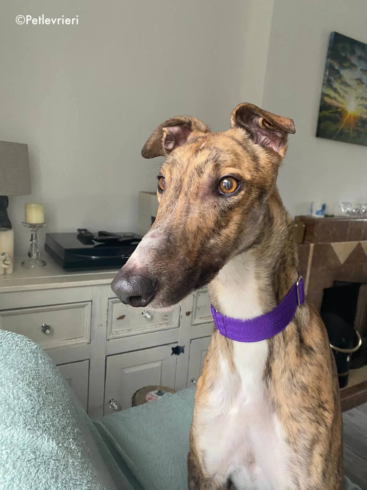 hopper adozione levrieri greyhound 21