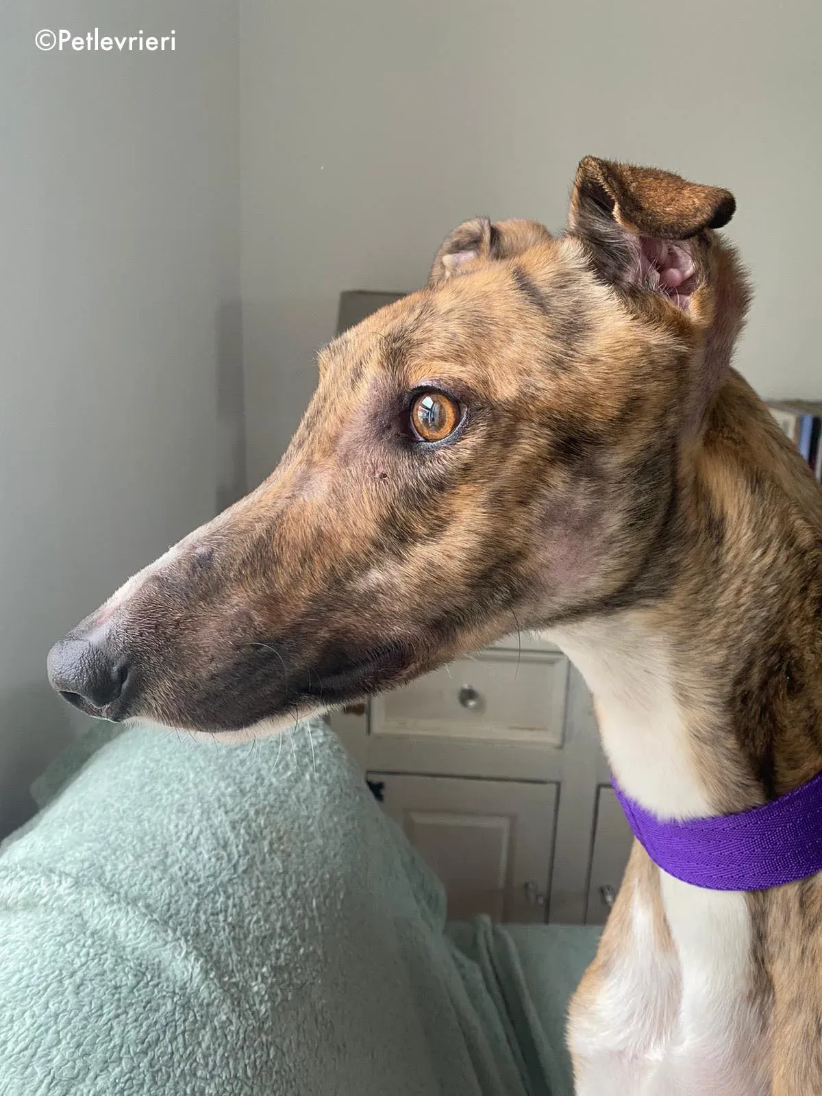 hopper adozione levrieri greyhound 22