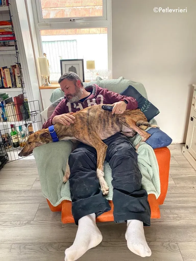 hopper adozione levrieri greyhound 23