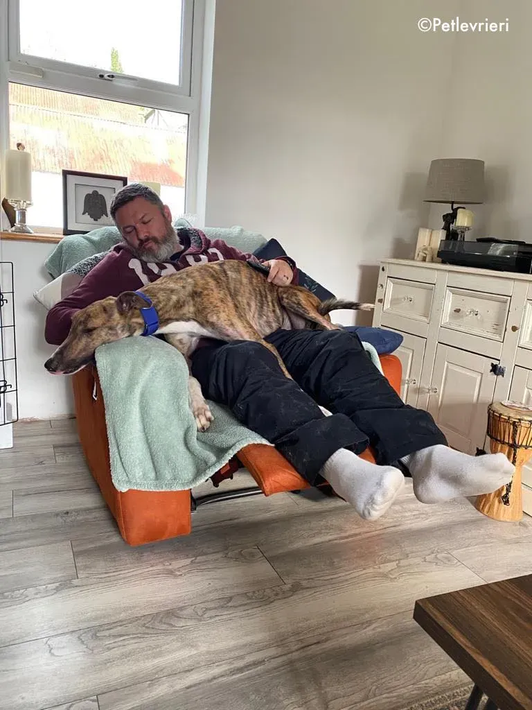 hopper adozione levrieri greyhound 24