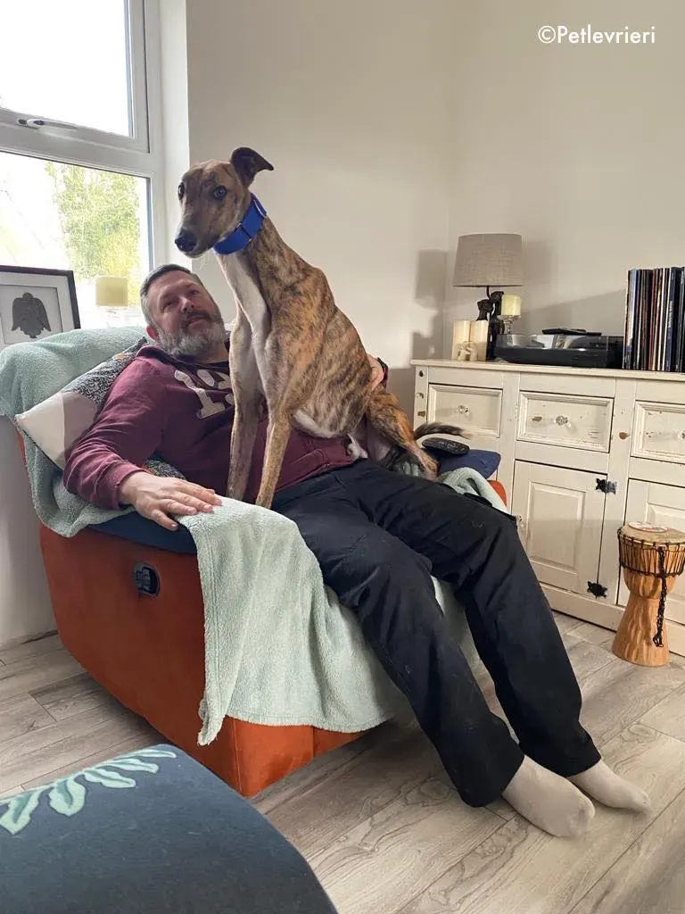 hopper adozione levrieri greyhound 25