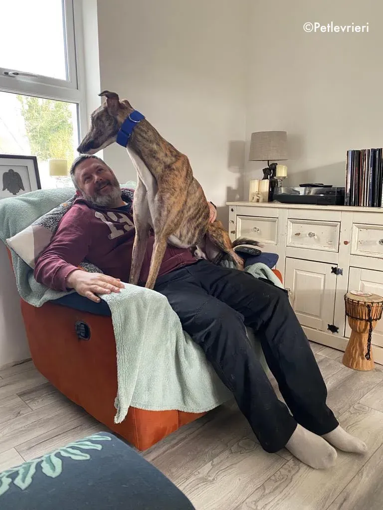 hopper adozione levrieri greyhound 26