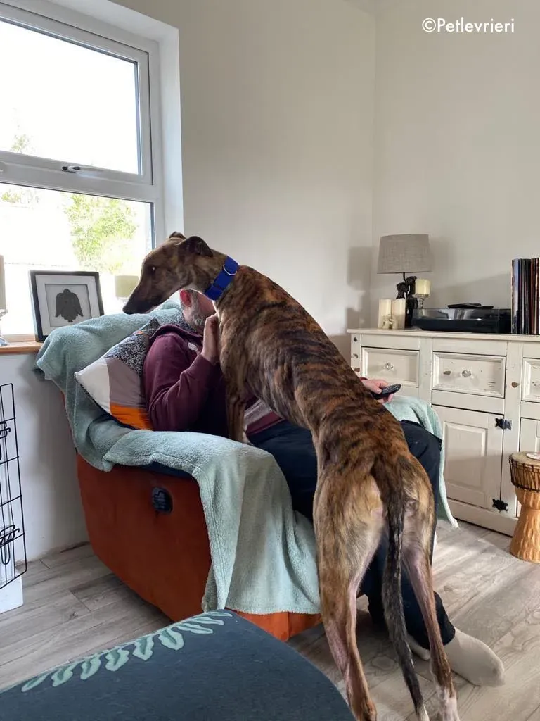 hopper adozione levrieri greyhound 27