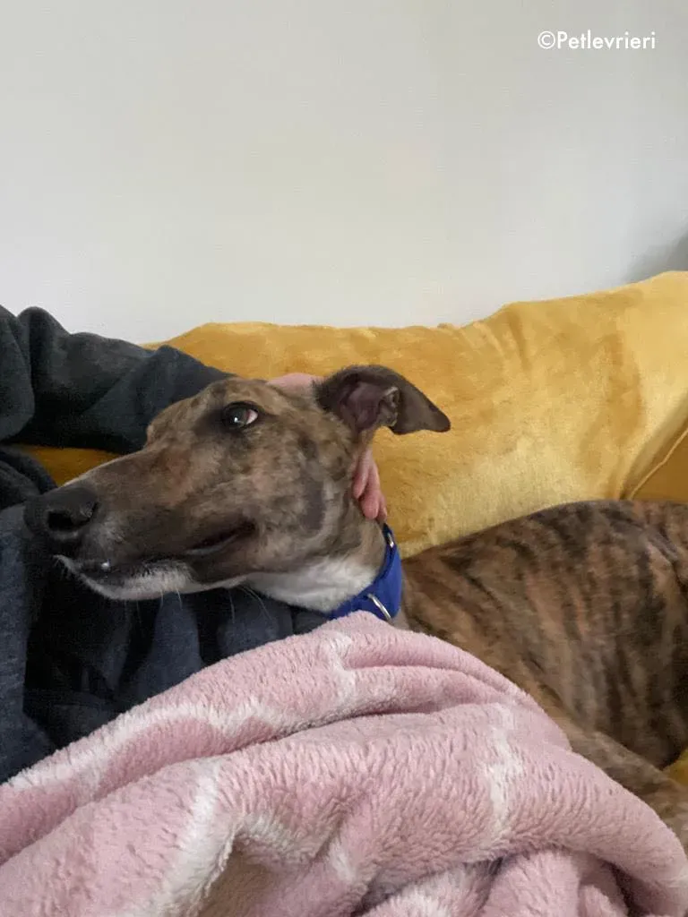 hopper adozione levrieri greyhound 29