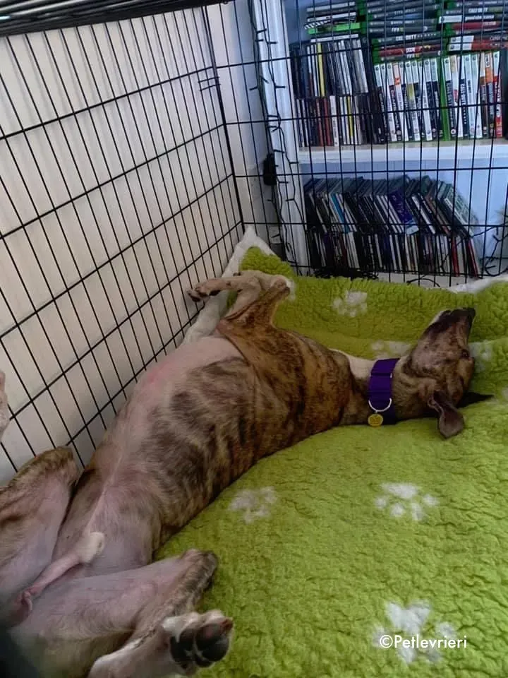 hopper adozione levrieri greyhound 3