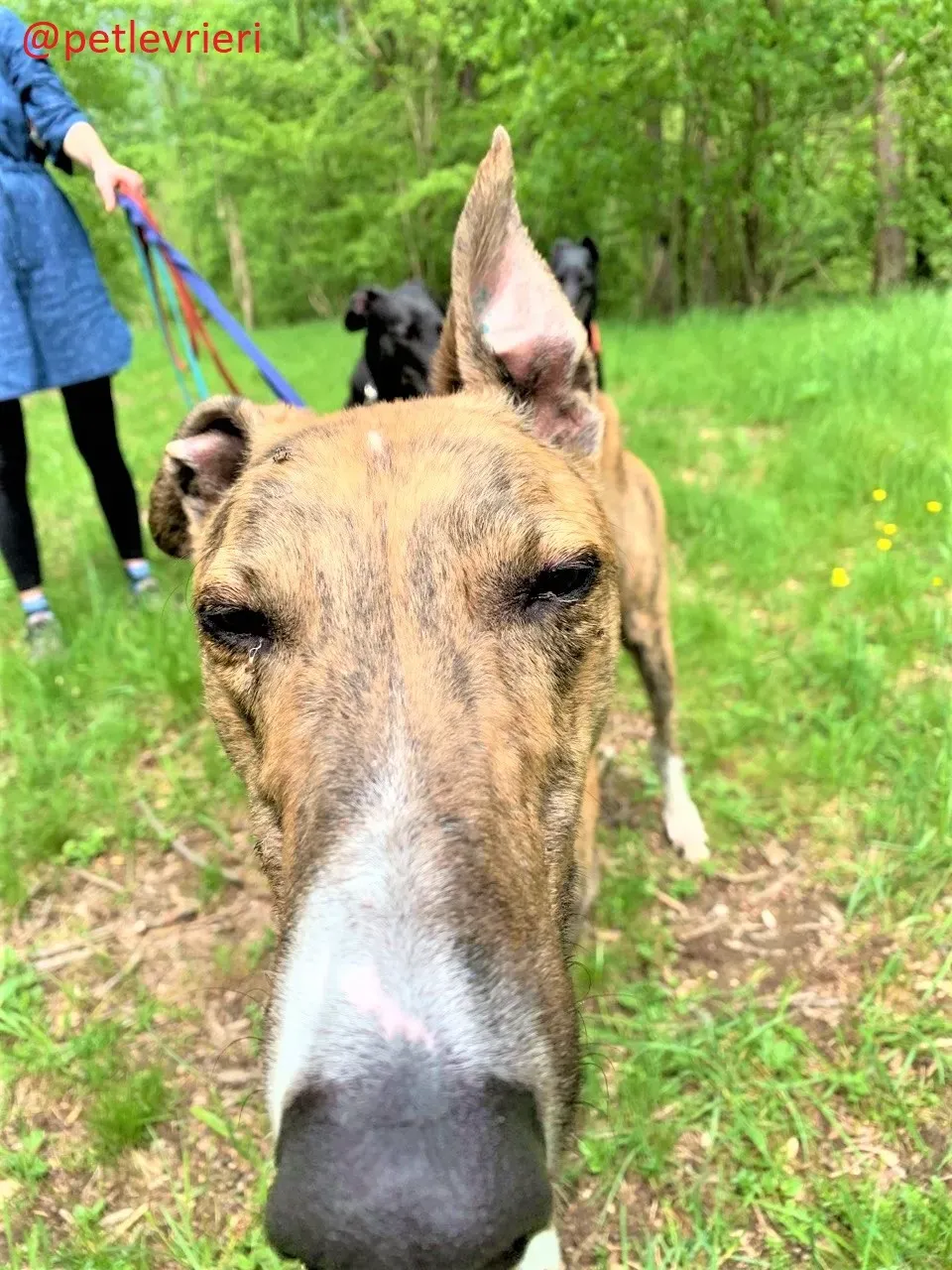 hopper adozione levrieri greyhound 31