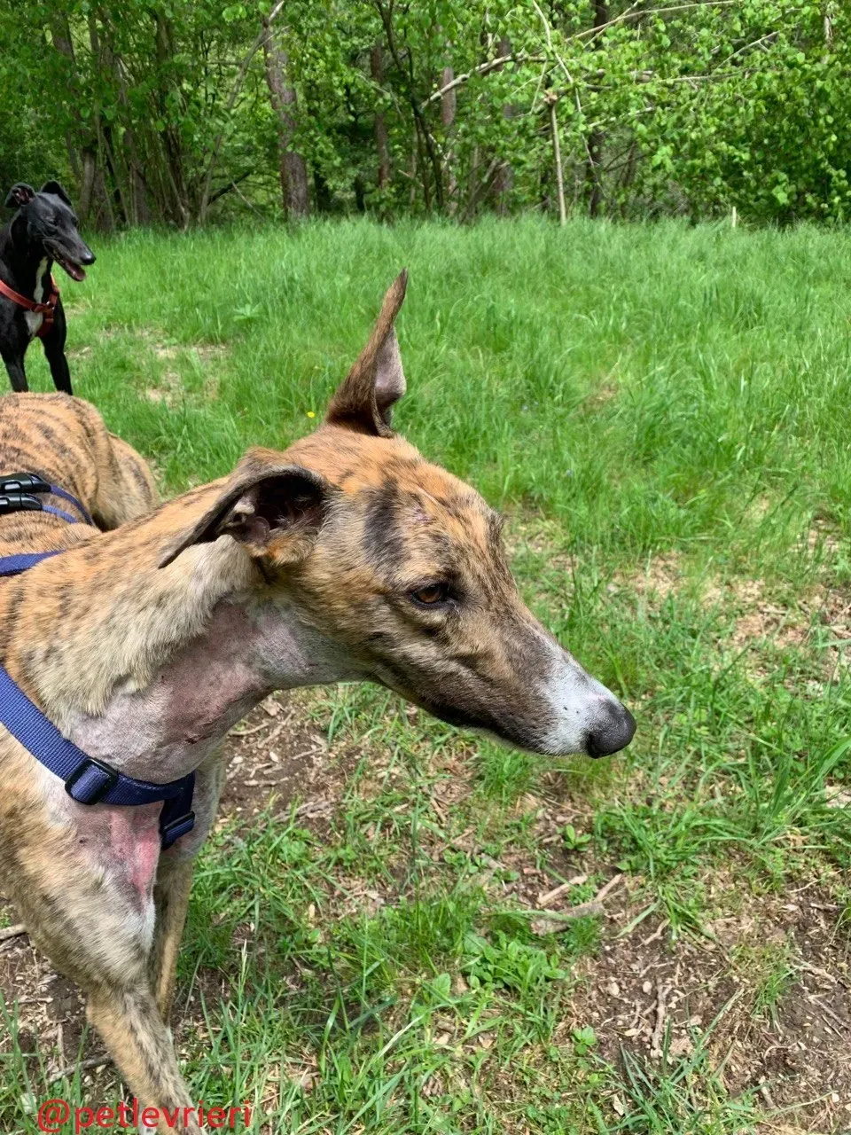 hopper adozione levrieri greyhound 32