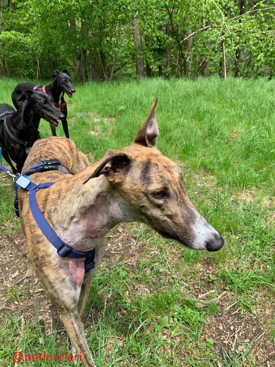 hopper adozione levrieri greyhound 33