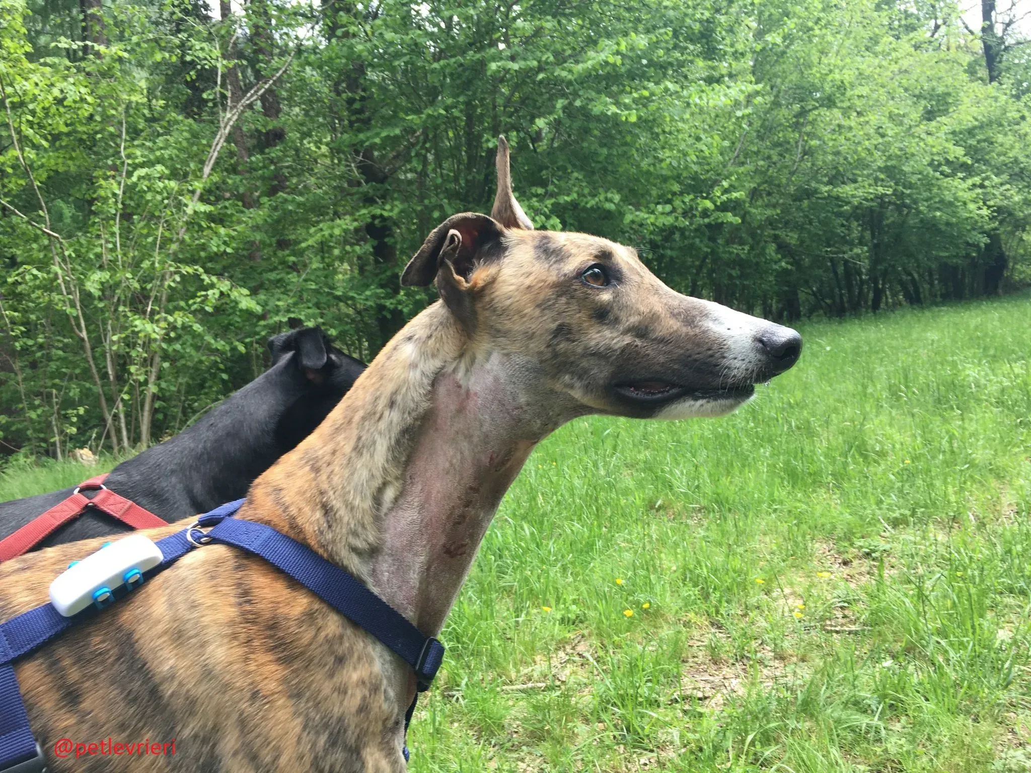 hopper adozione levrieri greyhound 34