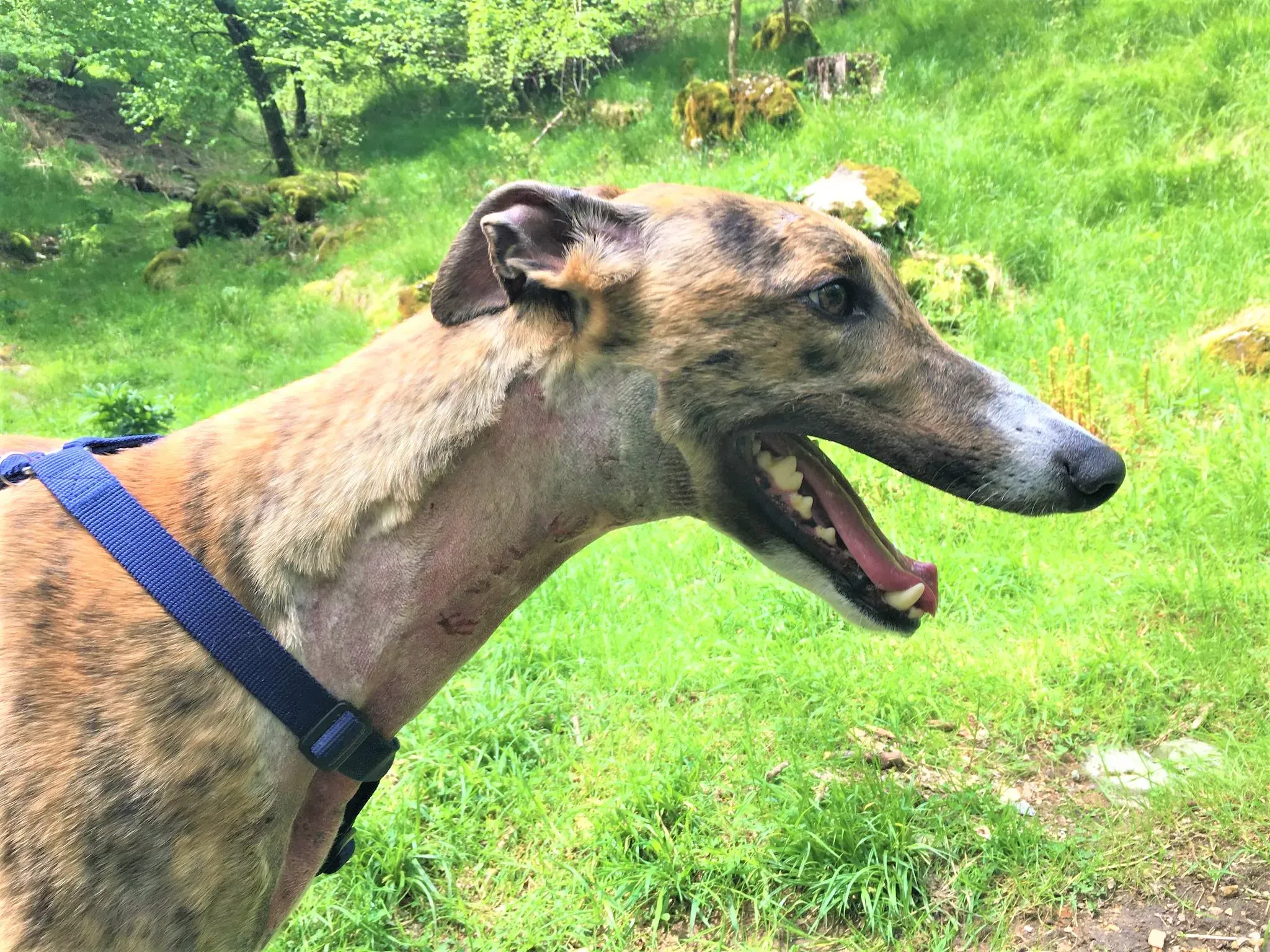 hopper adozione levrieri greyhound 35