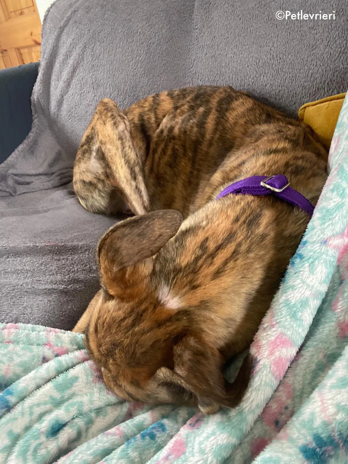 hopper adozione levrieri greyhound 4