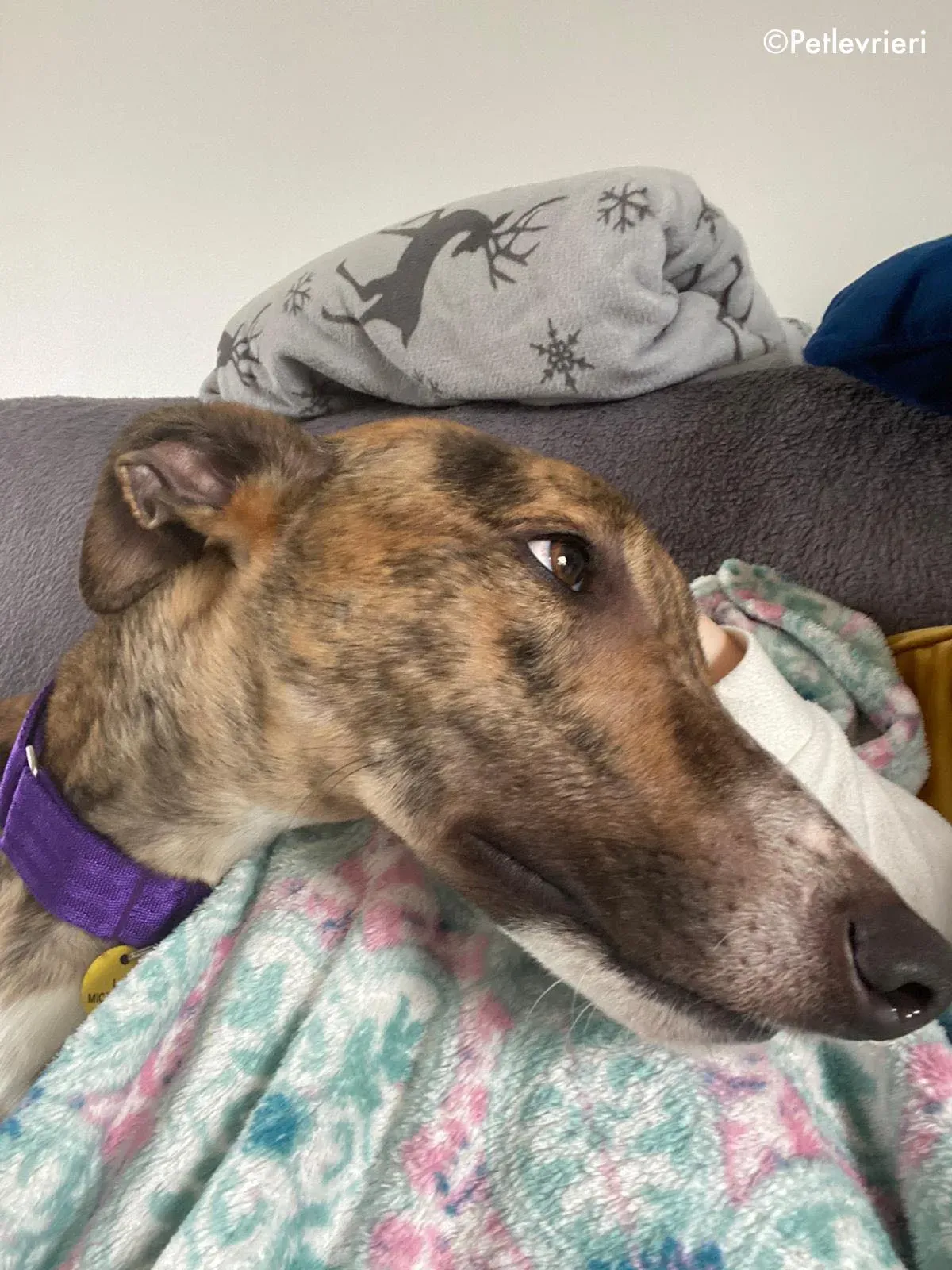 hopper adozione levrieri greyhound 5