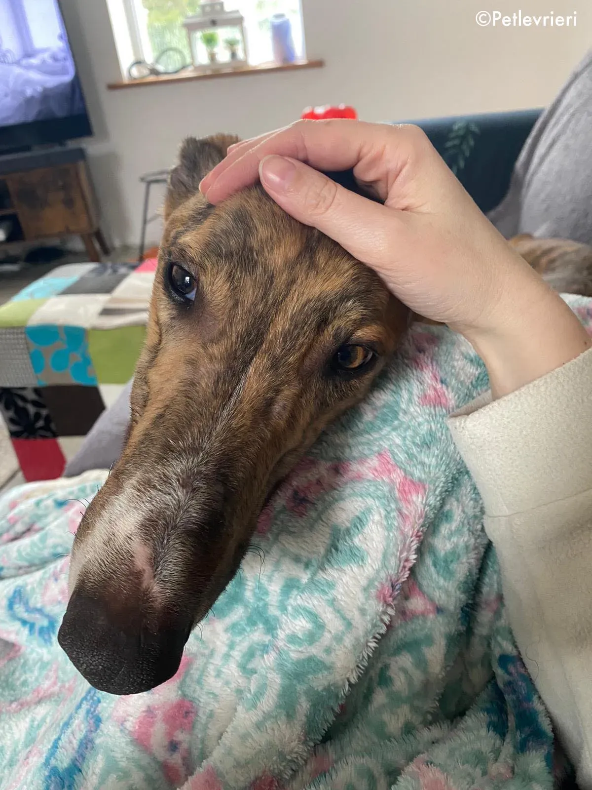 hopper adozione levrieri greyhound 6