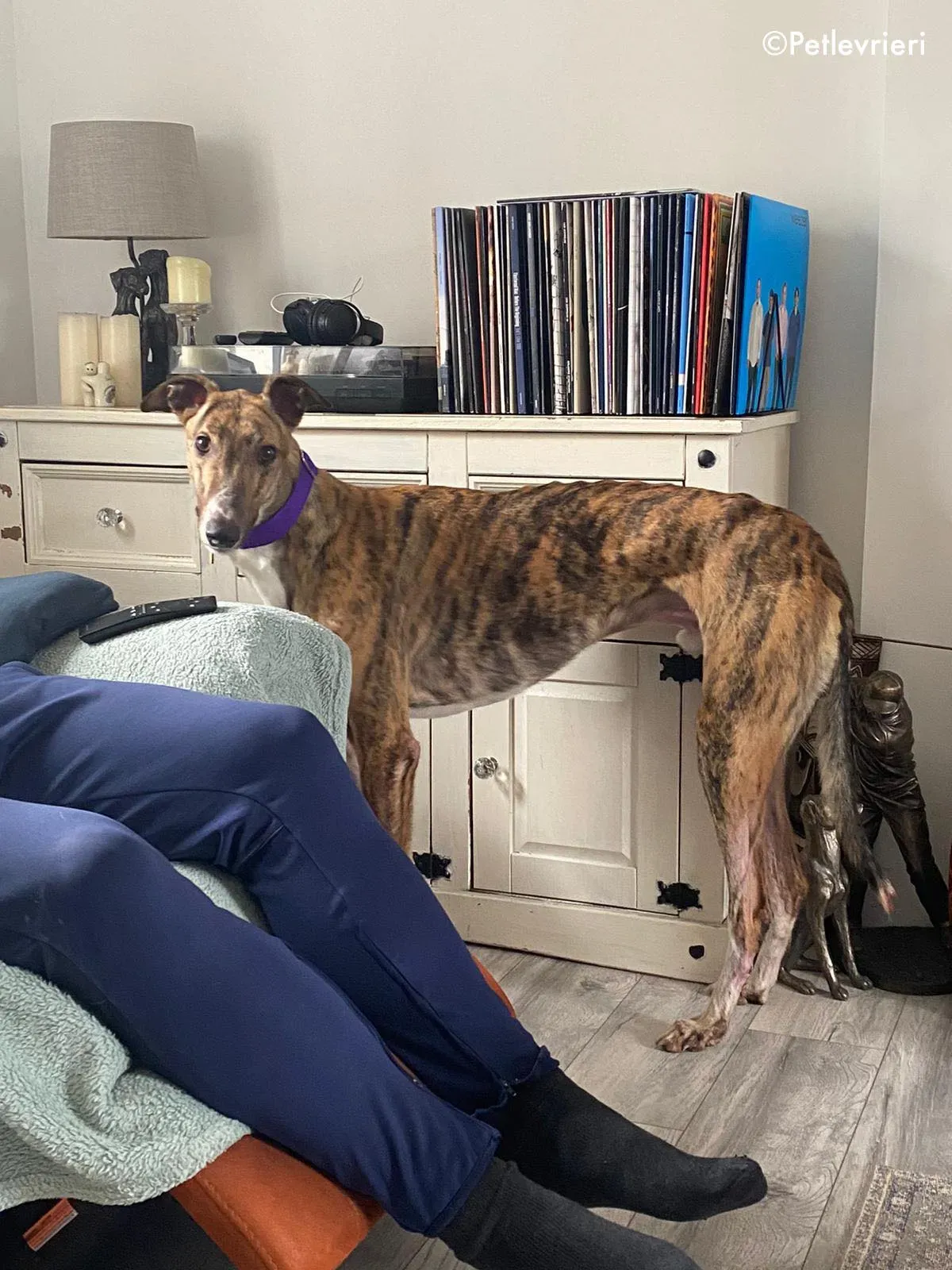 hopper adozione levrieri greyhound 7