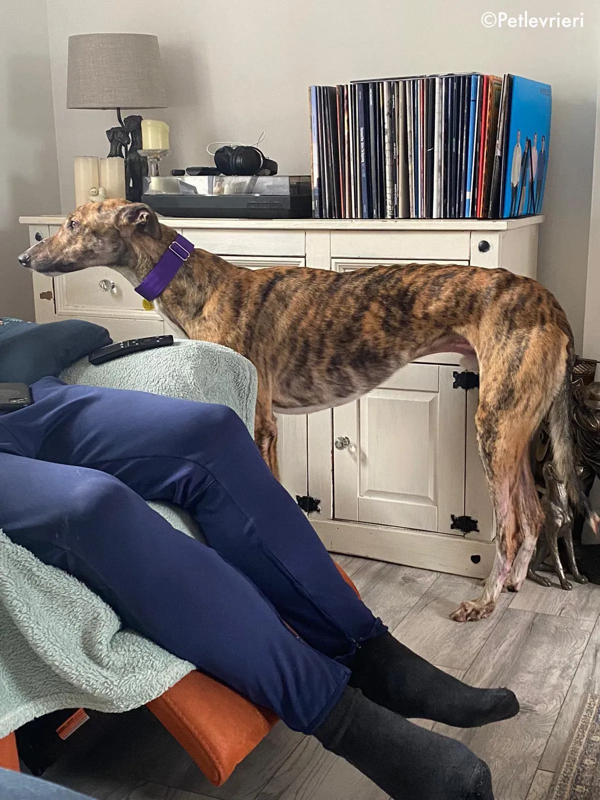 hopper adozione levrieri greyhound 8