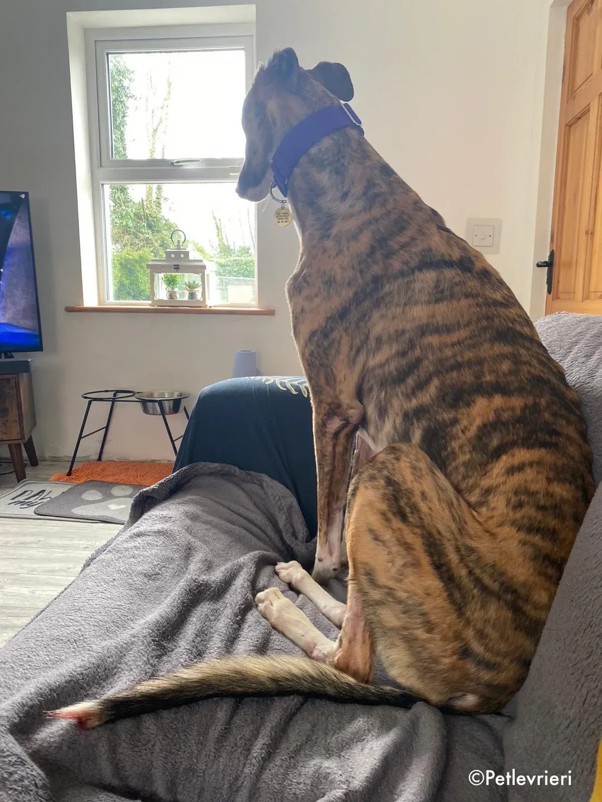 hopper adozione levrieri greyhound 9