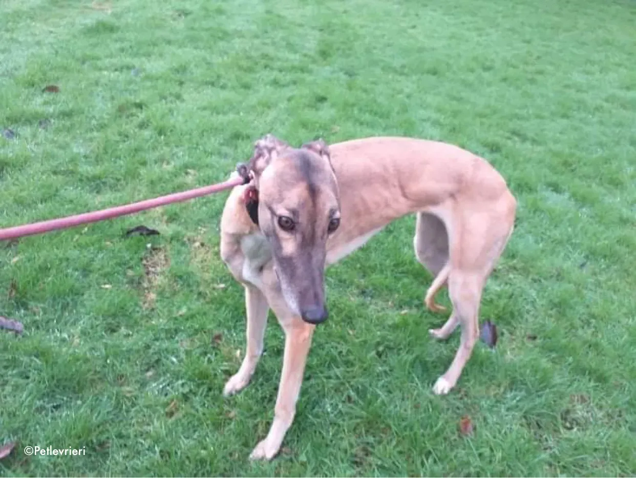 horgie adozione levrieri greyhound 1 1